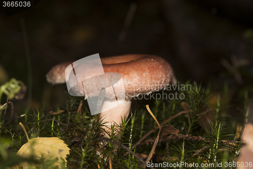 Image of woolly milkcap