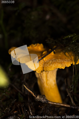 Image of chanterelle