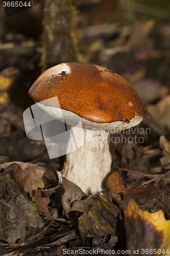 Image of red-capped scaber stalk