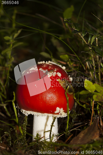 Image of amanita muscaria