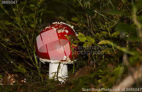 Image of fly agaric