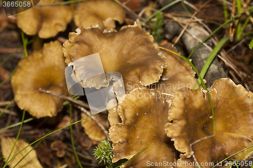 Image of winter mushrooms