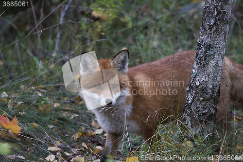 Image of peeping out