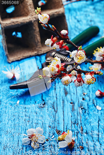 Image of April cherry blossoms