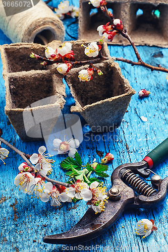 Image of April cherry blossoms