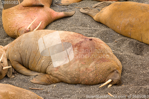 Image of Atlantic walrus equipped with satellite transmitter