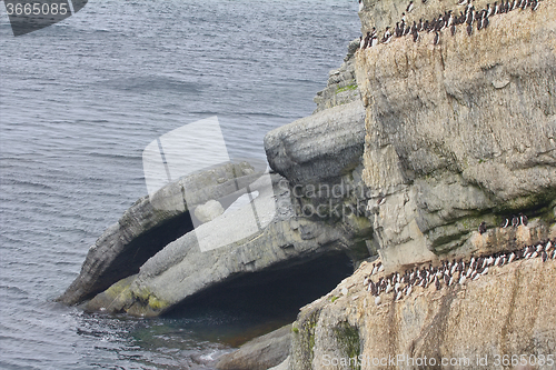 Image of The Cape dolphin in the Barents sea, Novaya Zemlya archipelago, South island