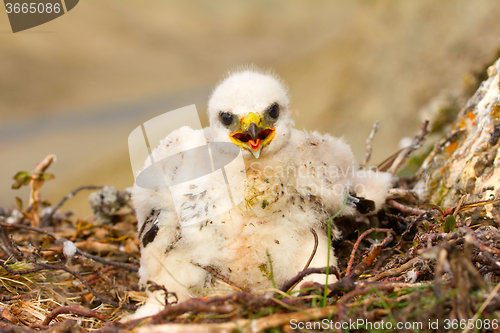 Image of Sloppy chick like all children. Rough-legged Buzzard, tundra of the Novaya Zemlya archipelago