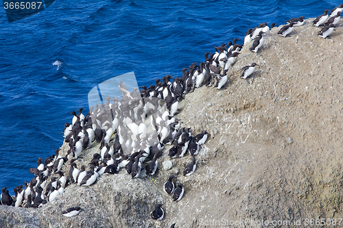 Image of planar colony of brunnich\'s guillemots and common guillemots on the Novaya Zemlya archipelago, Barents sea