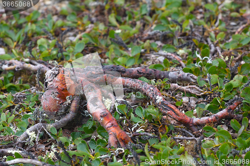 Image of octopus: the Arctic tree that grows downward