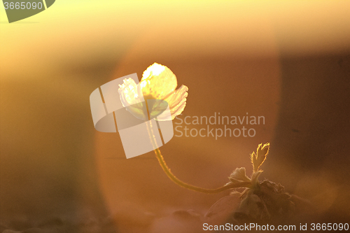 Image of Northern flower in world - Arctic poppy. Arctic desert of Novaya Zemlya archipelago