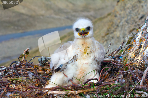 Image of Sloppy chick like all children. Rough-legged Buzzard, tundra of the Novaya Zemlya archipelago