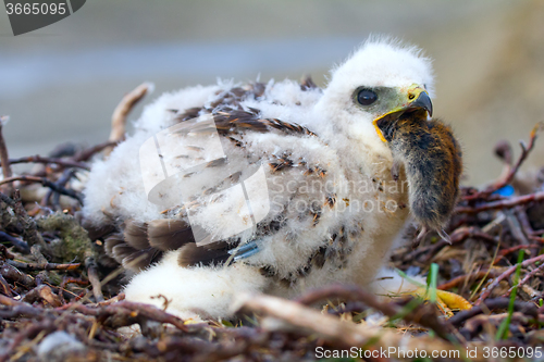 Image of The rough-legged Buzzard chick gulps lemming. Arctic desert of Novaya Zemlya archipelago