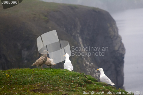 Image of The perfect family Arctic gulls