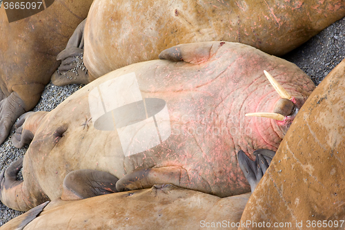 Image of Incredible picture - sleeping on sand big bodies