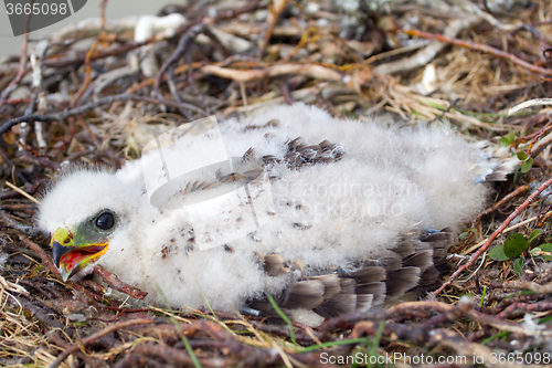 Image of white fluffy nestling birds of prey