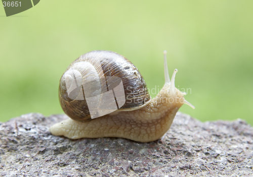 Image of Snail