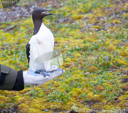 Image of special electronic devices and tags and rings to track the migration