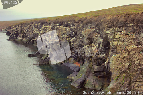 Image of Plot of giant (15 km, 220 thousand guillemots) seashore bird colony on Southern island, Novaya Zemlya. Barents sea