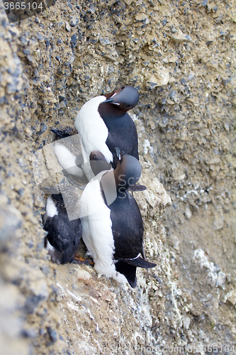 Image of Brunnich\'s guillemots on ledges of Novaya Zemlya archipelago in Barents sea. Actual concept of one-parent families in Western world