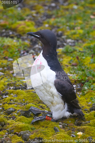 Image of special electronic devices and tags and rings to track the migration