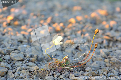 Image of Northern flower in world - Arctic poppy. Arctic desert of Novaya Zemlya archipelago