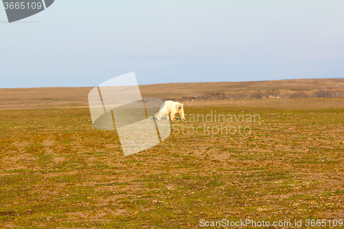 Image of Unusual picture: polar bear on land in the polar day period. Novaya Zemlya archipelago, South island