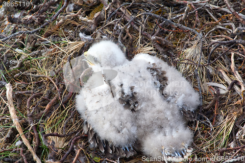 Image of white fluffy nestling birds of prey