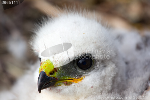 Image of Gorgeous white bird of prey chicks: Rough-legged Buzzard. Novaya Zemlya tundra 1