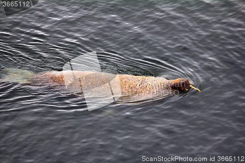 Image of Atlantic walrus in the Barents sea