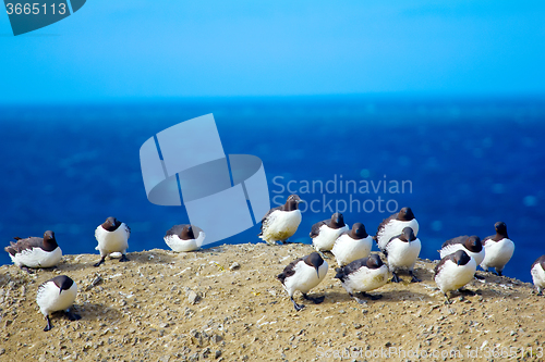 Image of Common guillemots against very strong wind. Barents sea. Novaya Zemlya Archipelago