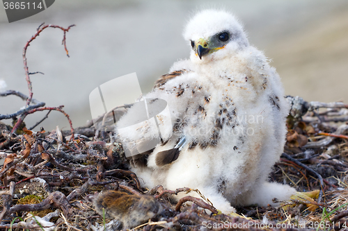 Image of Rough-legged Buzzard (Buteo lagopus) chick in nest and lemming as prey. Novaya Zemlya, Arctic