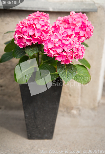 Image of beautiful hydrangea flowers in pot outdoors