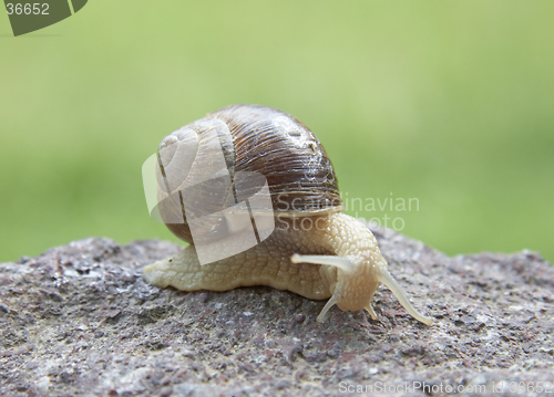 Image of Snail