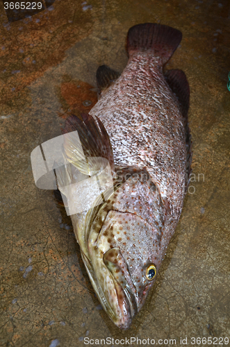 Image of Freshly catched grouper fish 