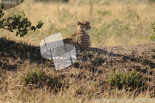 Image of Cheetah