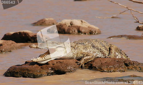 Image of Lazy Crocodile