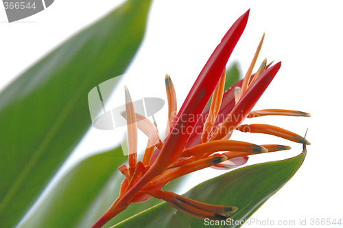 Image of Flower from Surinam