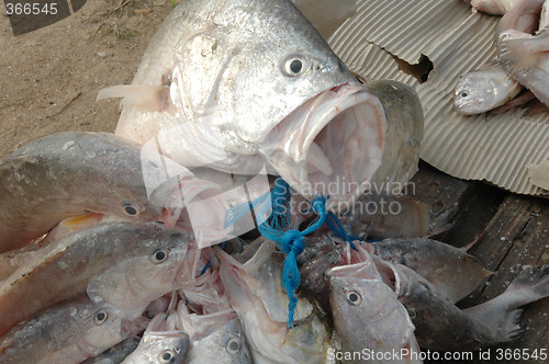 Image of Fresh Fish