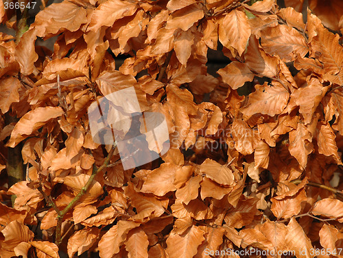 Image of Leafs