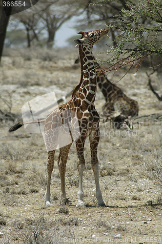 Image of Giraffe