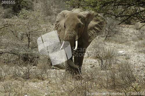 Image of Elephant