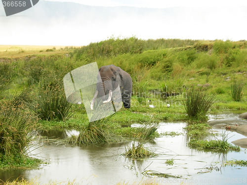 Image of Elephant