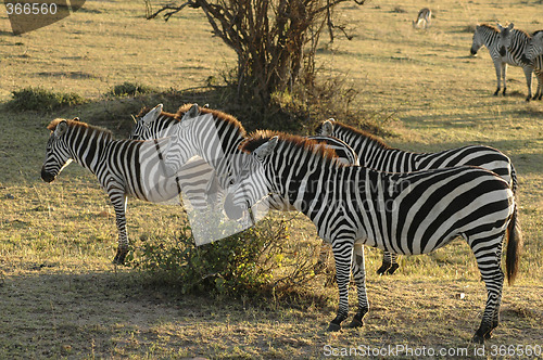 Image of Zebra in the desert