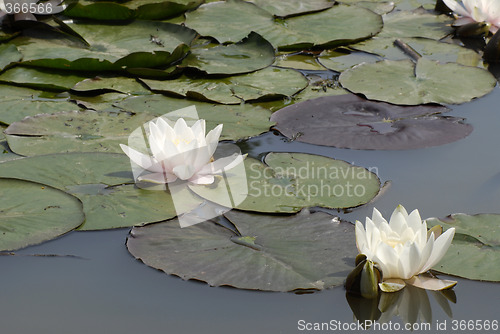 Image of Water Lily