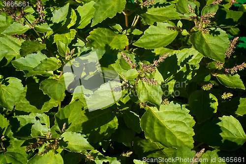 Image of flowering patchouli plant