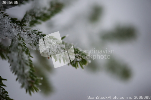 Image of christmas evergreen pine tree covered with fresh snow