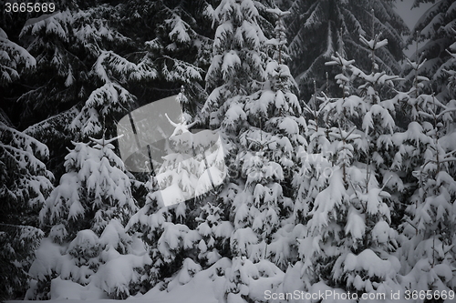 Image of christmas evergreen pine tree covered with fresh snow