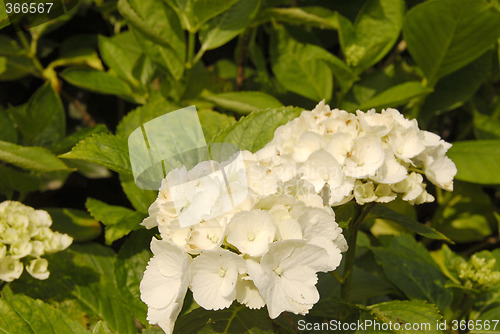 Image of White flower