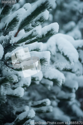 Image of christmas evergreen pine tree covered with fresh snow